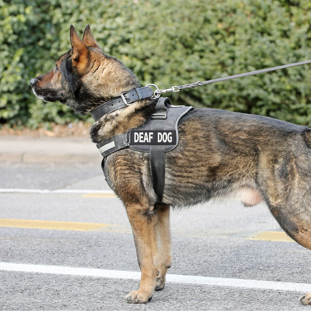Coolrunner patches on a busy street harness for improved visibility