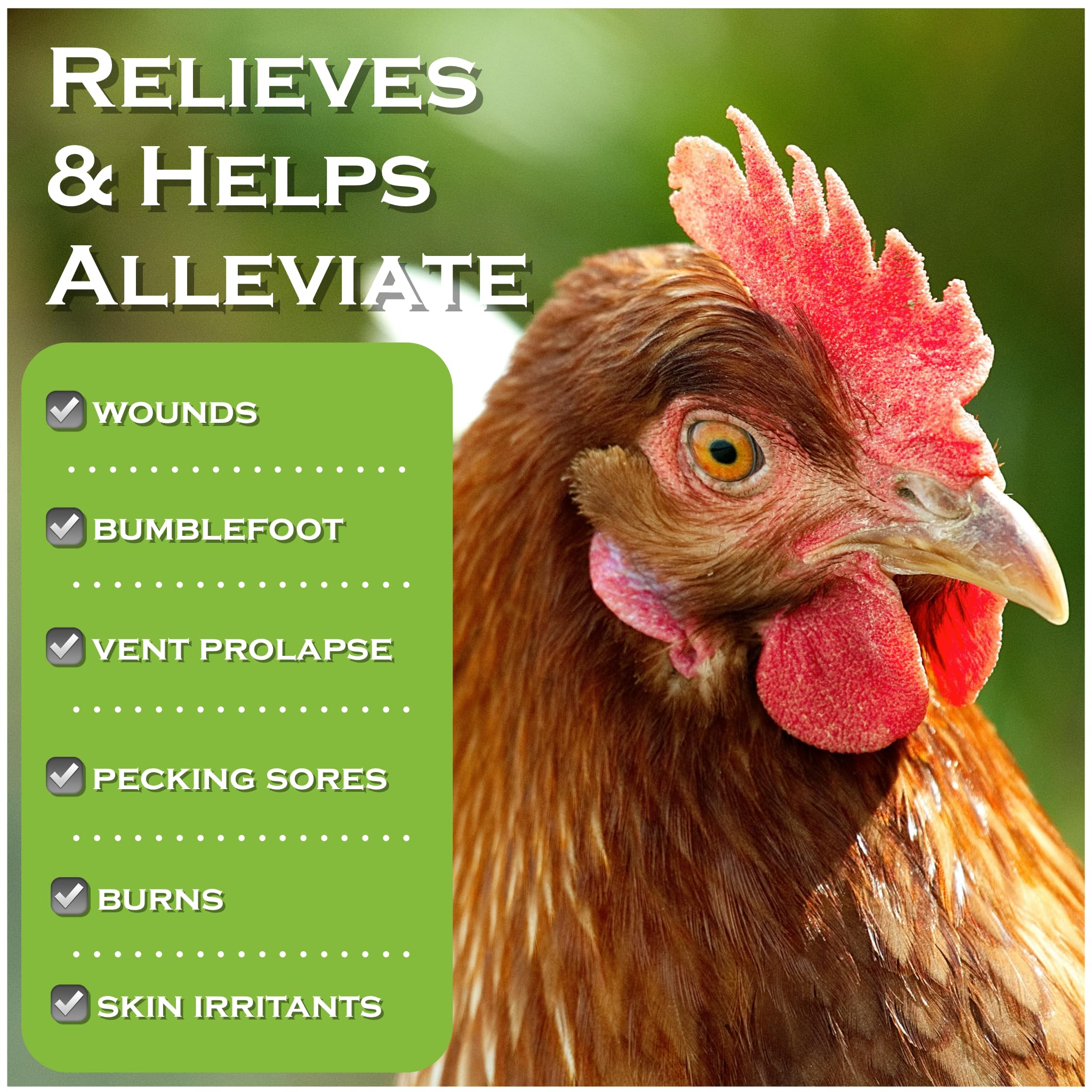 Coop Care application on chicken wound demonstrating direct spray application