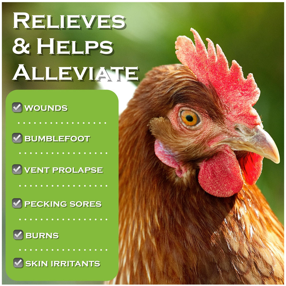 Coop Care application on chicken wound demonstrating direct spray application