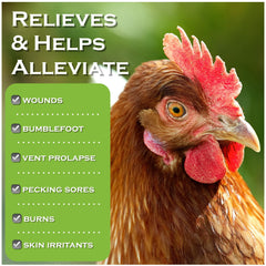 Coop Care application on chicken wound demonstrating direct spray application
