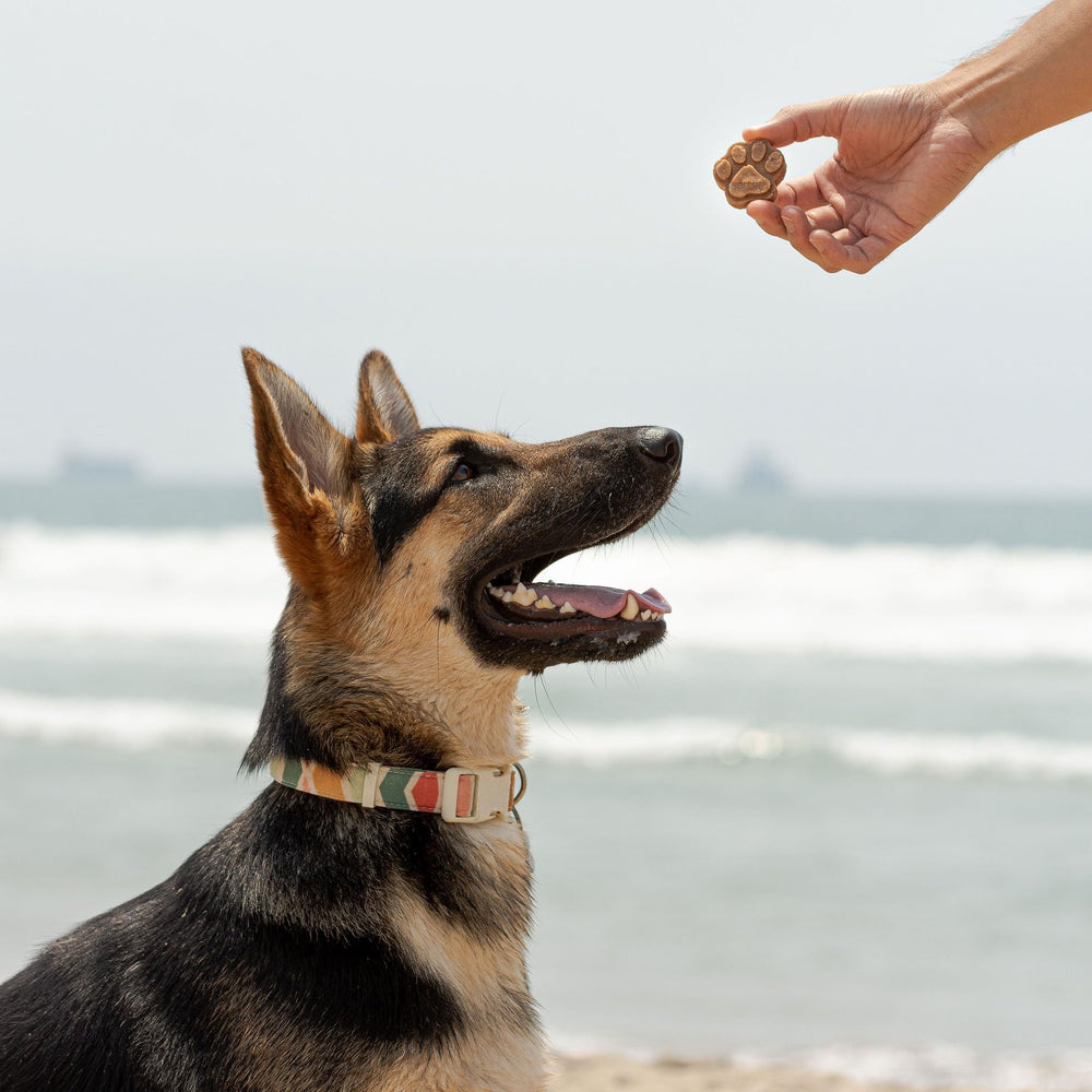 Cooper's Treats Pupsicle Mix water addition for quick, easy DIY popsicles.