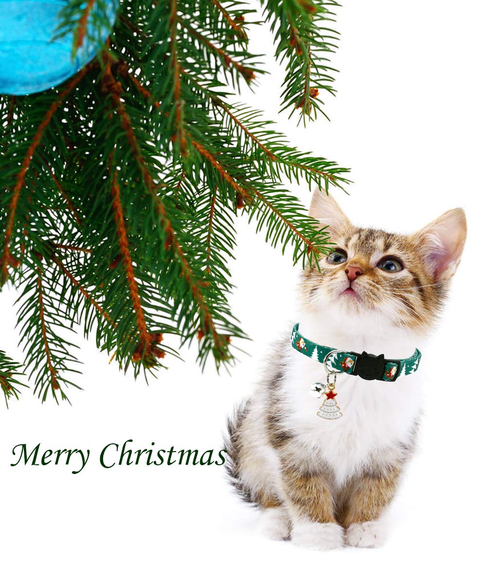 Playful blue white collar on cat during holiday celebration