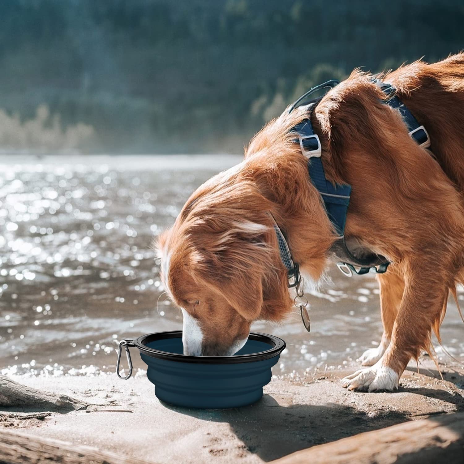 COOYOO collapsible bowls in use for dogs and cats on walks