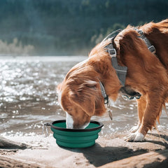 COOYOO collapsible dog bowl open dish ready for water or food on walks