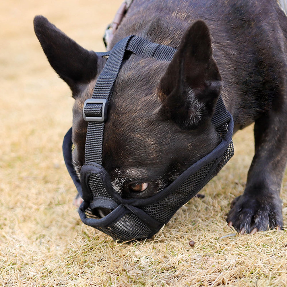Coppthinktu short snout muzzle ideal for grooming and vet visits