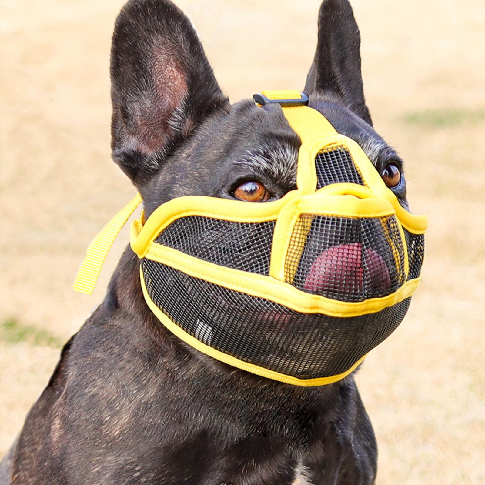 Coppthinktu short snout muzzle ideal for pugs and french bulldogs with flat faces.