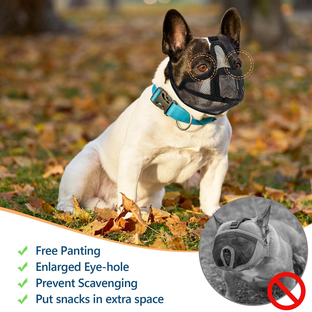 Coppthinktu short snout muzzle allows drinking and panting during grooming or training.