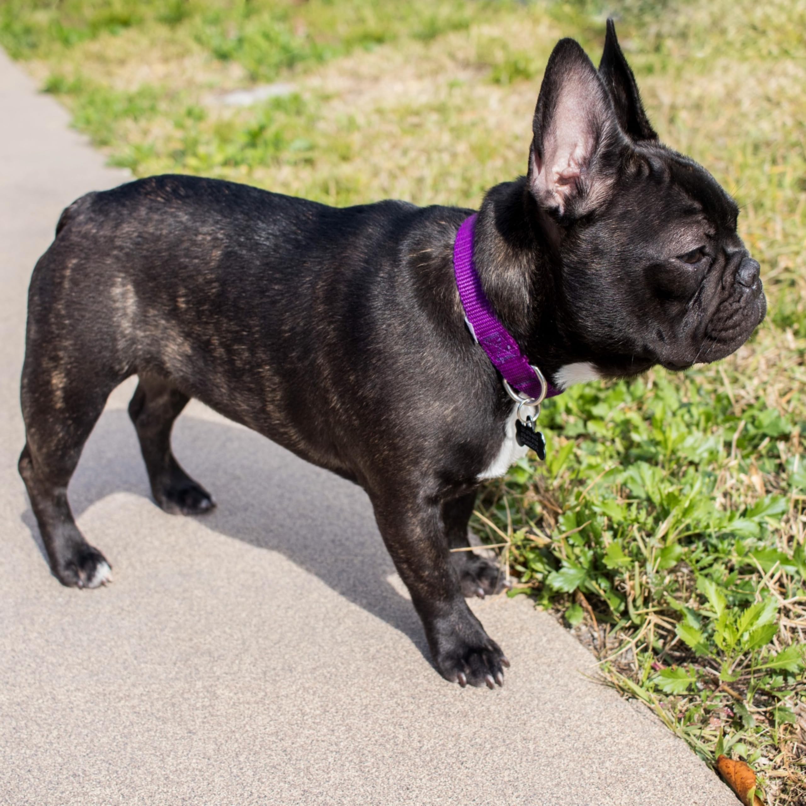 Country Brook Petz 1-inch medium collar on a medium-sized dog for secure fit