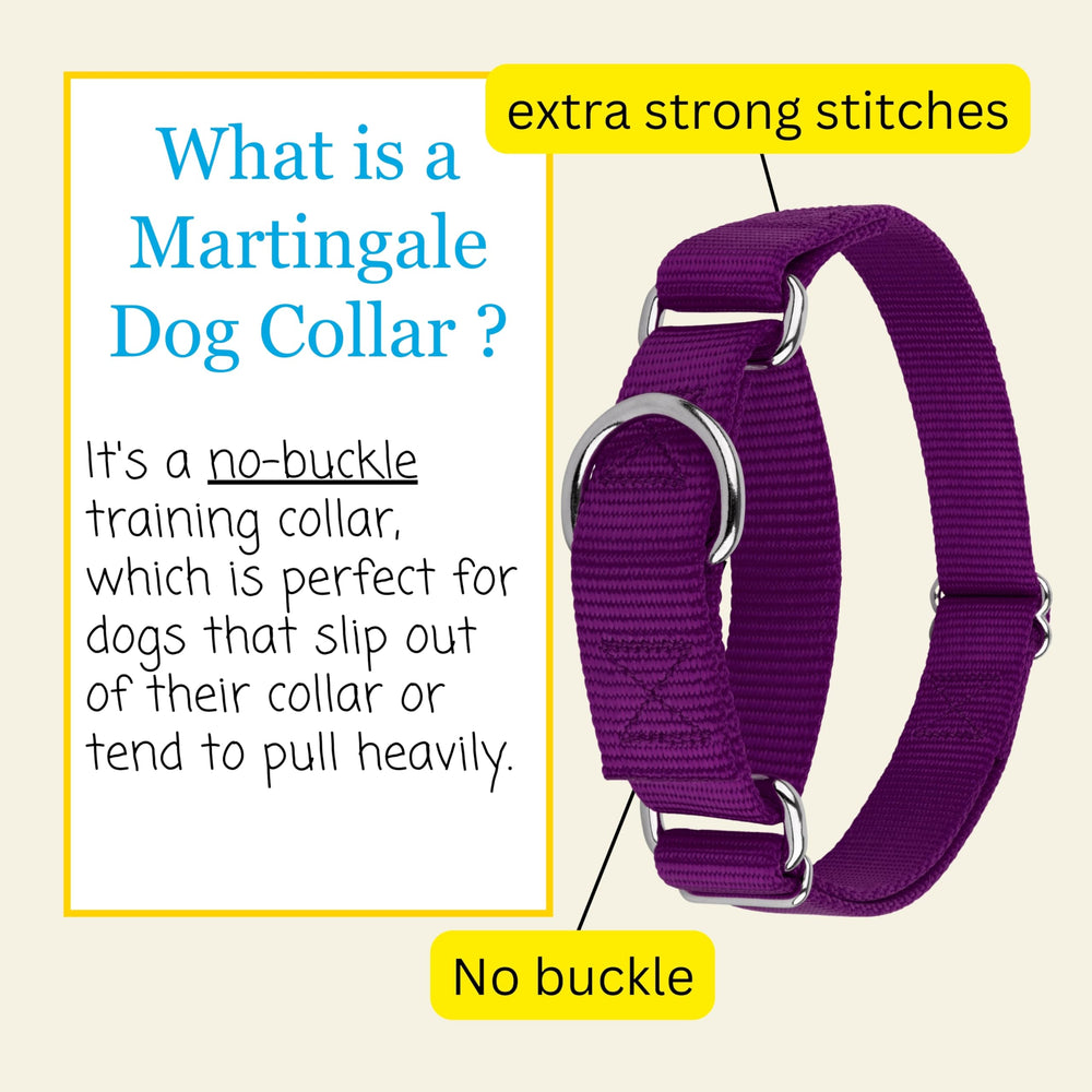 Country Brook Petz training collar demonstrates gentle control during walks