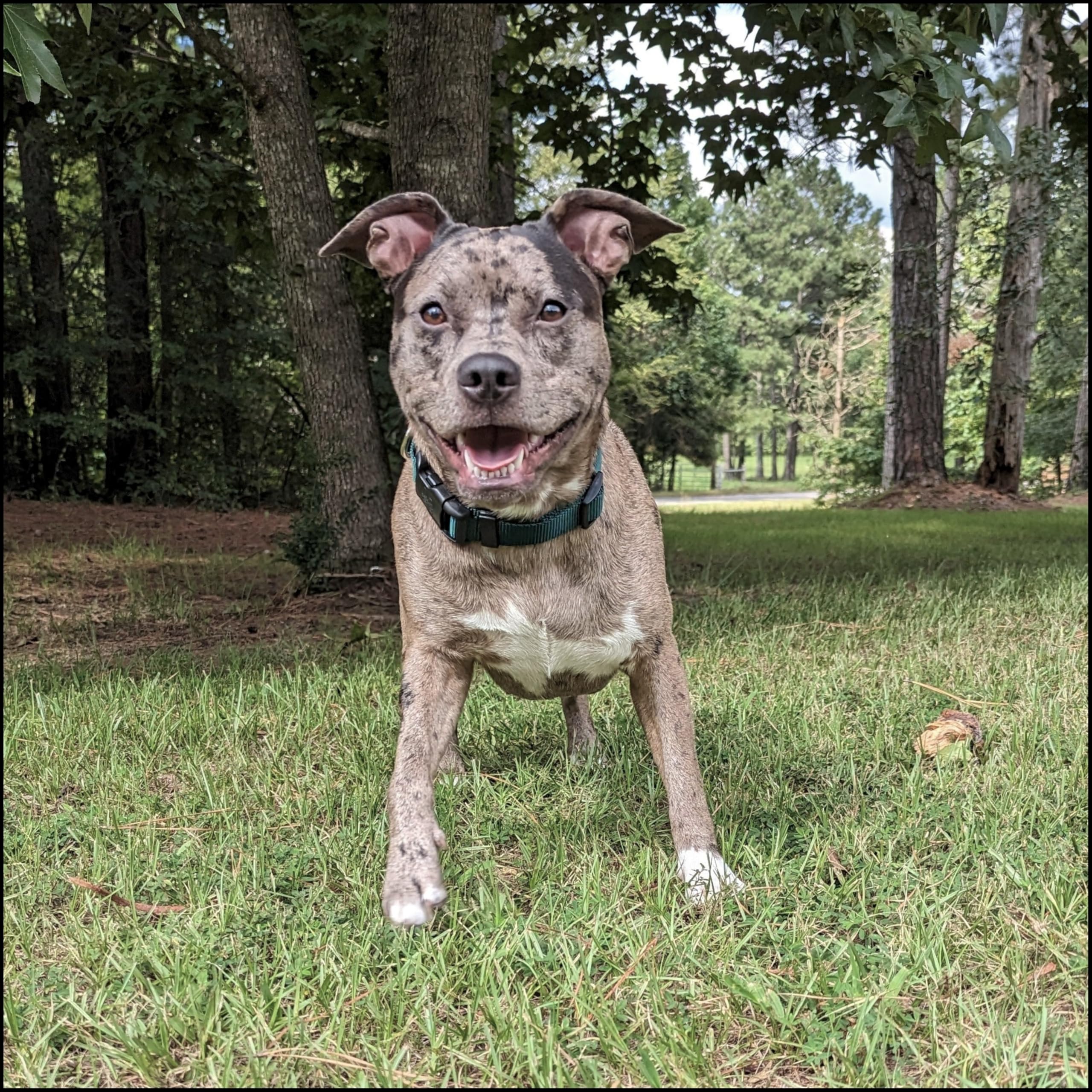 Country Brook Petz collar with matching leash and harness options