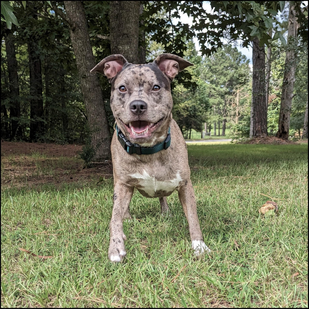 Country Brook Petz collar with matching leash and harness options