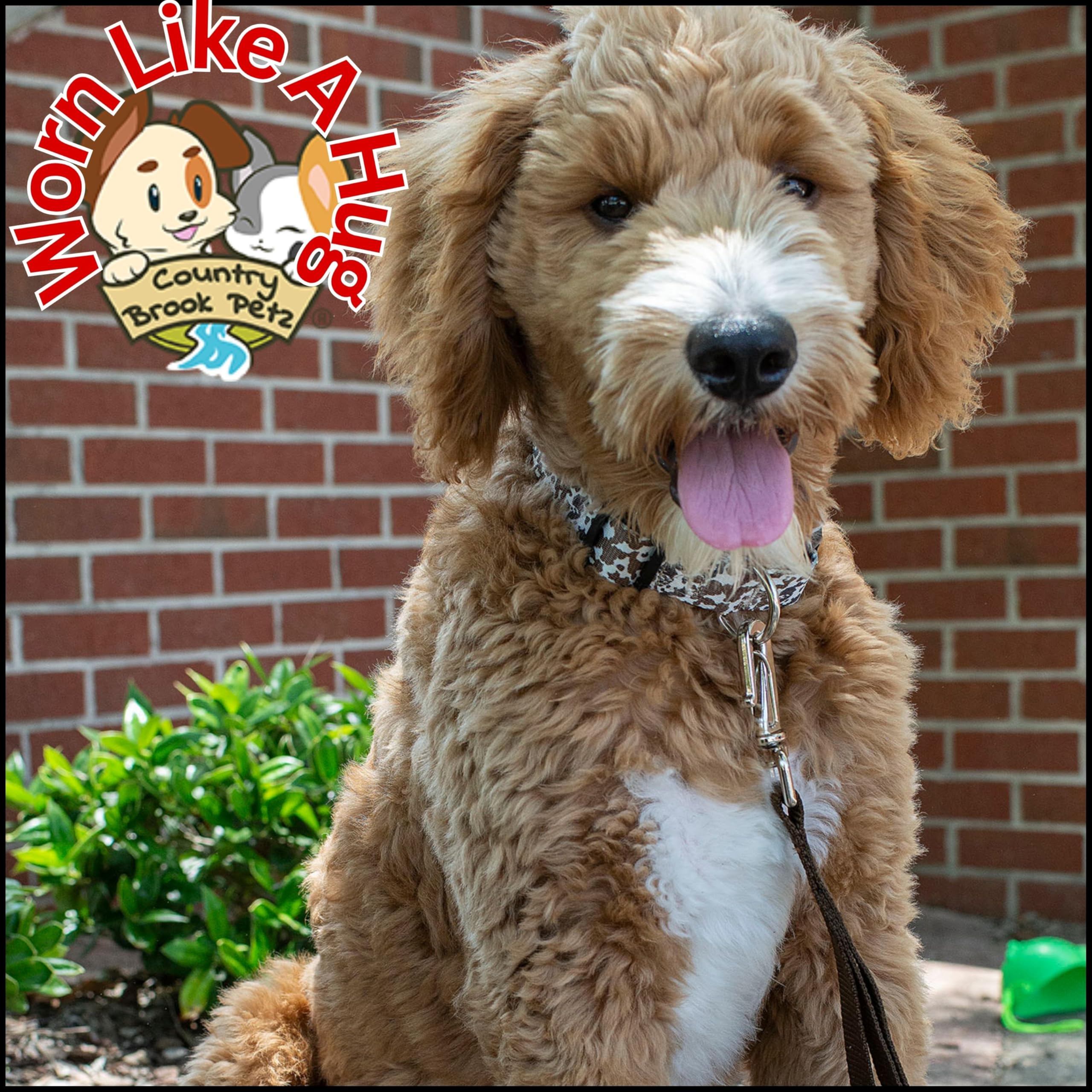 Country Brook Petz Deluxe Cow Print Dog Collar USA-made label signals domestic craftsmanship