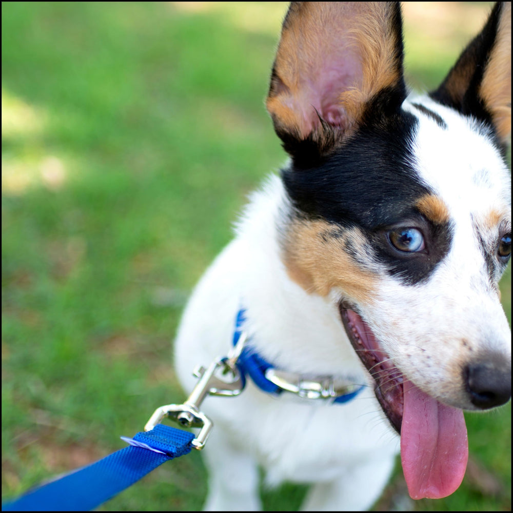 Country Brook Petz metal buckle closeup—secure fasten for quick, reliable daily use.