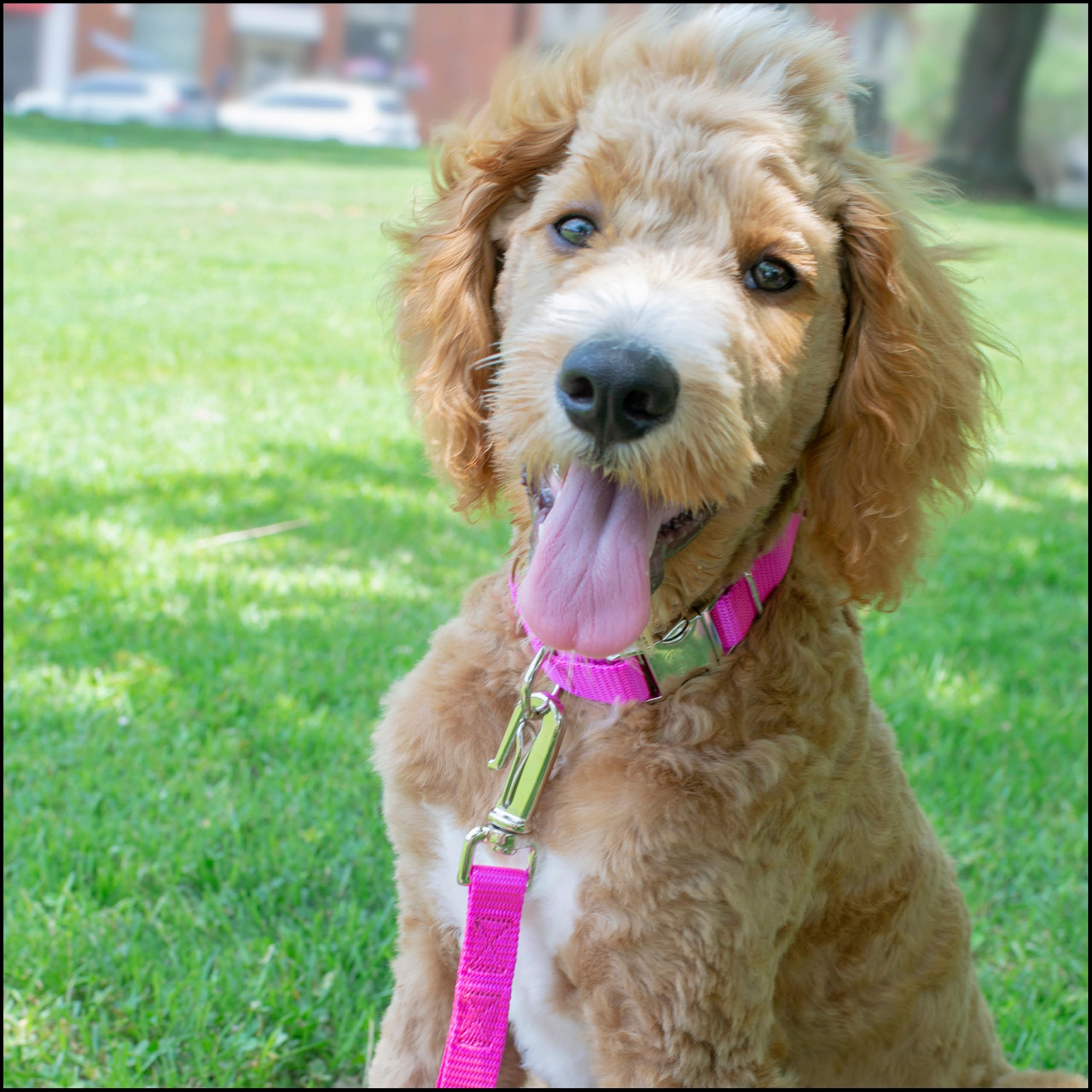 Country Brook Petz nylon collar closeup highlights durable metal buckle for reliable leash attachment