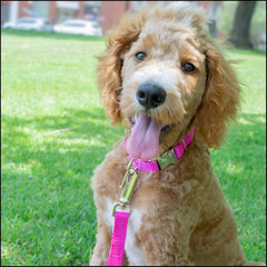 Country Brook Petz nylon collar closeup highlights durable metal buckle for reliable leash attachment