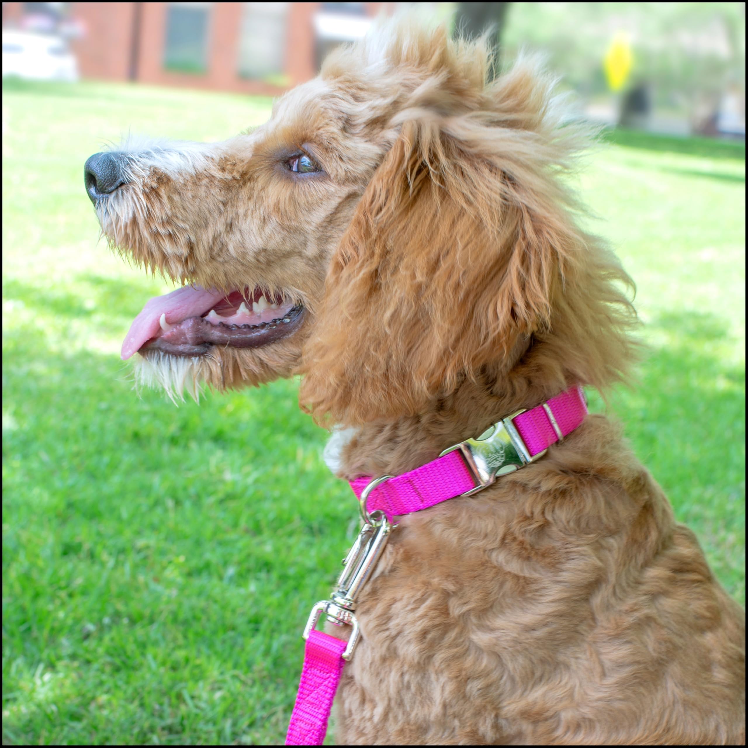 Country Brook Petz collar shows welded D rings for sturdy tag and leash connections