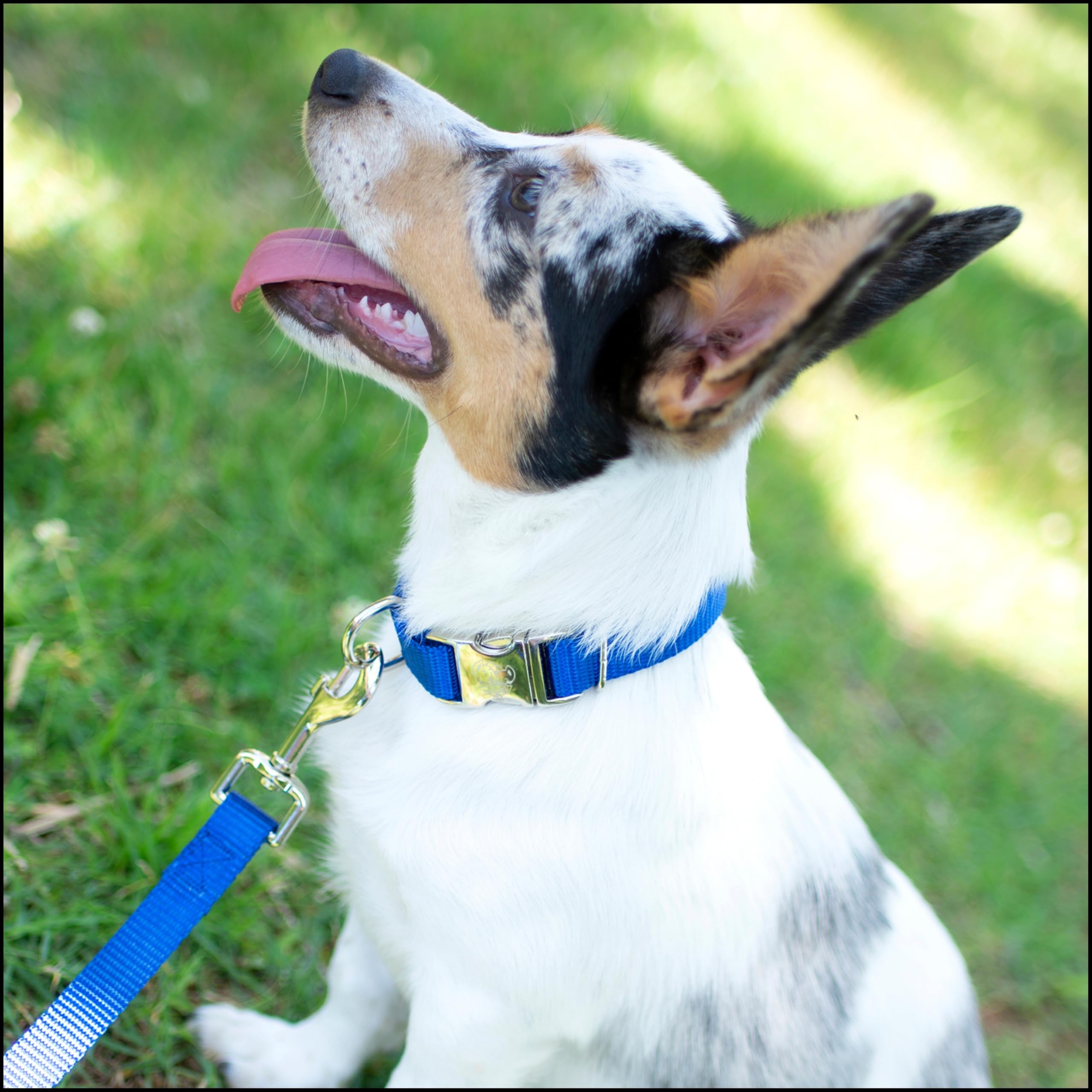 Country Brook Petz welded D-rings detail—secure tag and leash attachment.