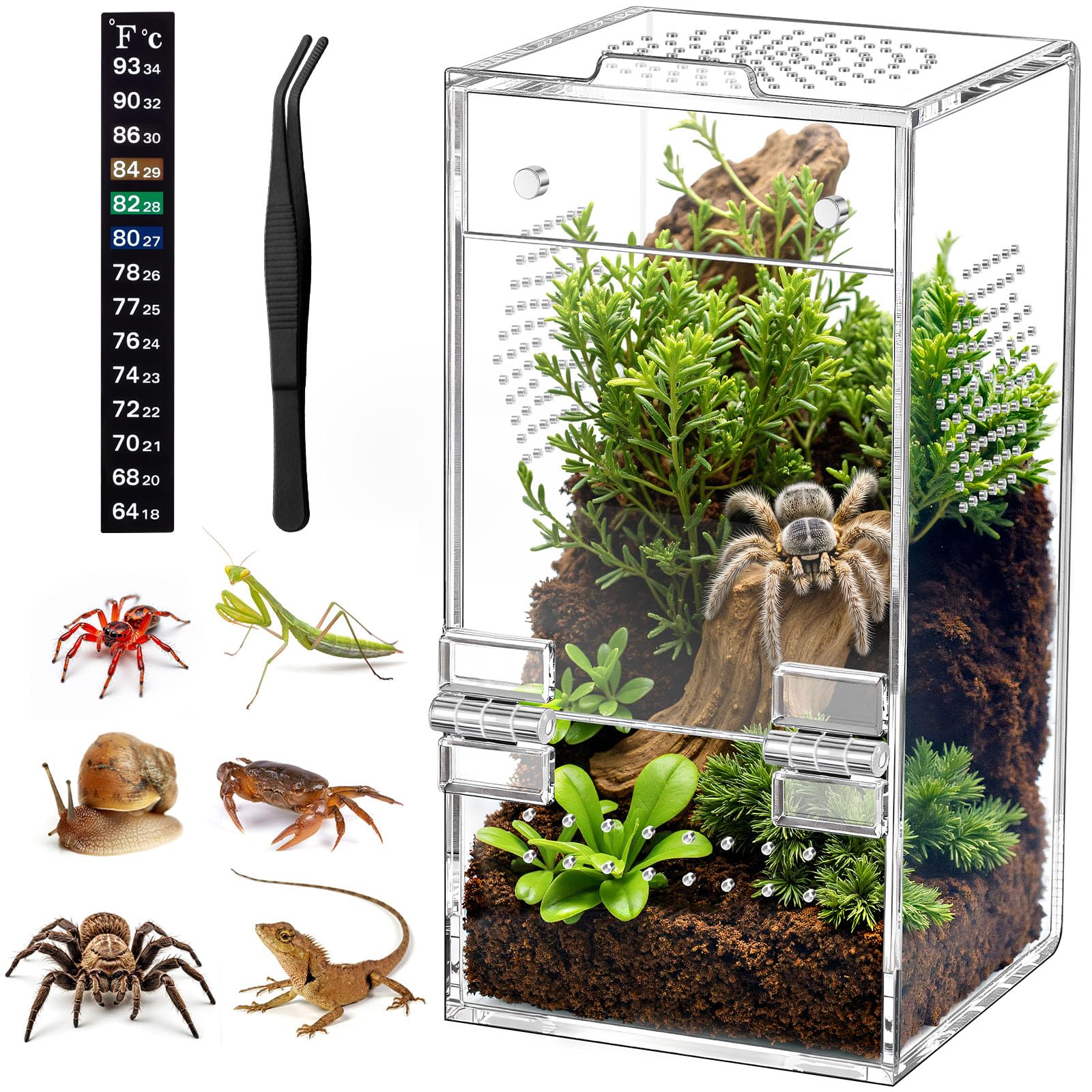 CourtyardAid jumping spider enclosure front view with crystal-clear acrylic for easy observation.