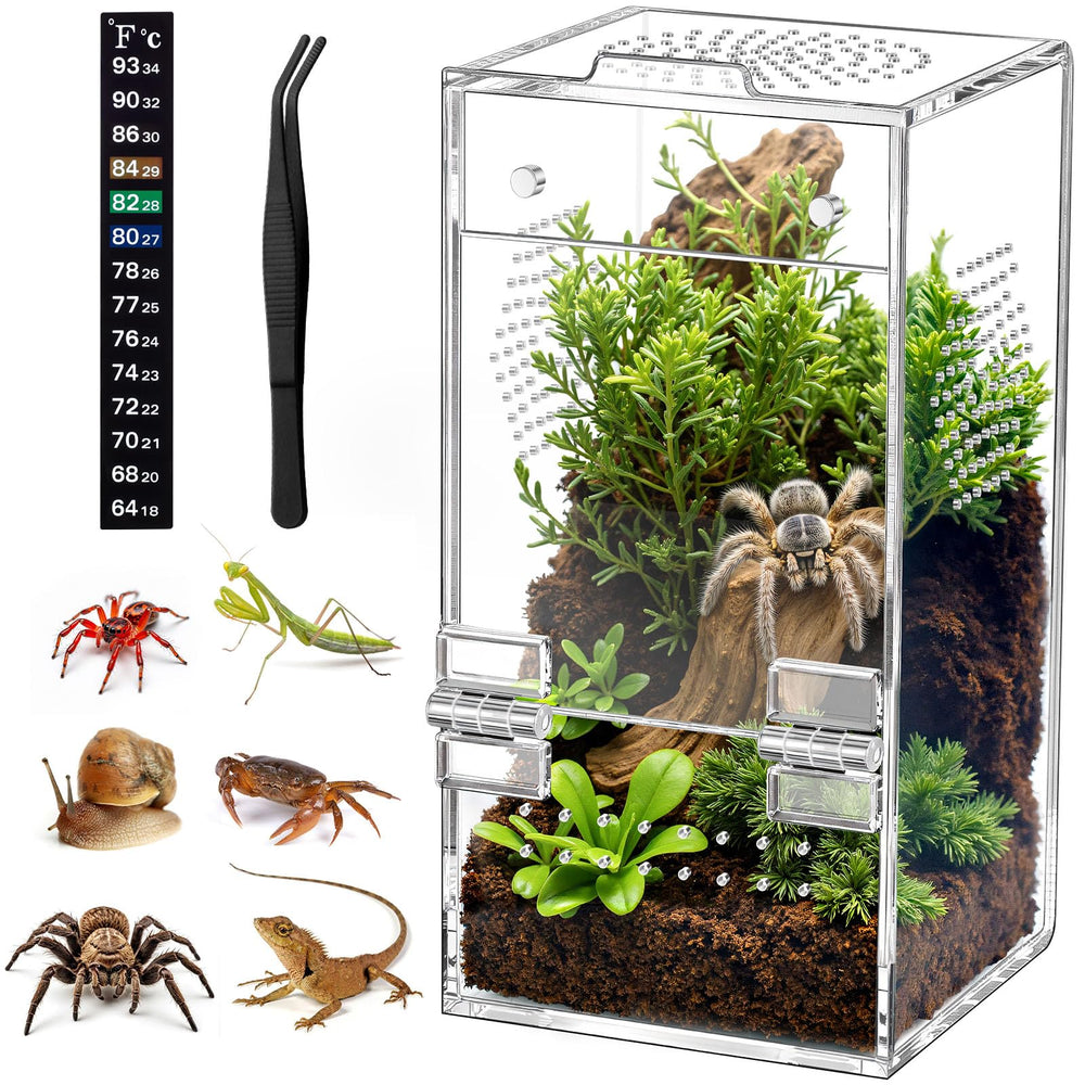 CourtyardAid jumping spider enclosure front view with crystal-clear acrylic for easy observation.