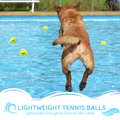 Covgopi dog tennis ball in action during park play.