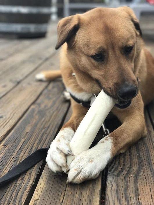 Cowdog Chews Retriever Roll dog enjoying a long-lasting natural chew