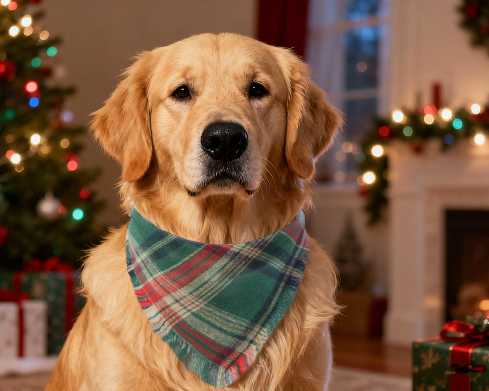 CozyHaus dog wearing red-green plaid bandana during photoshoot.