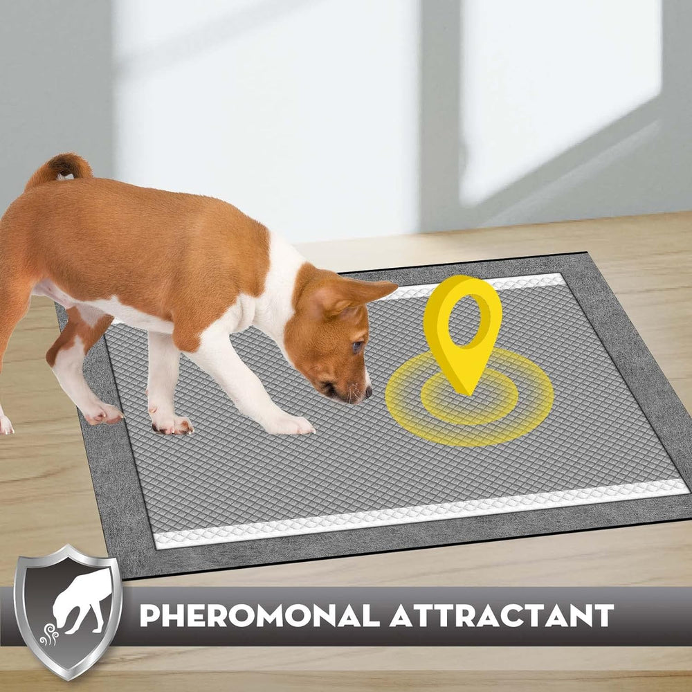 Croci pads come in multiple sizes for training and protection.