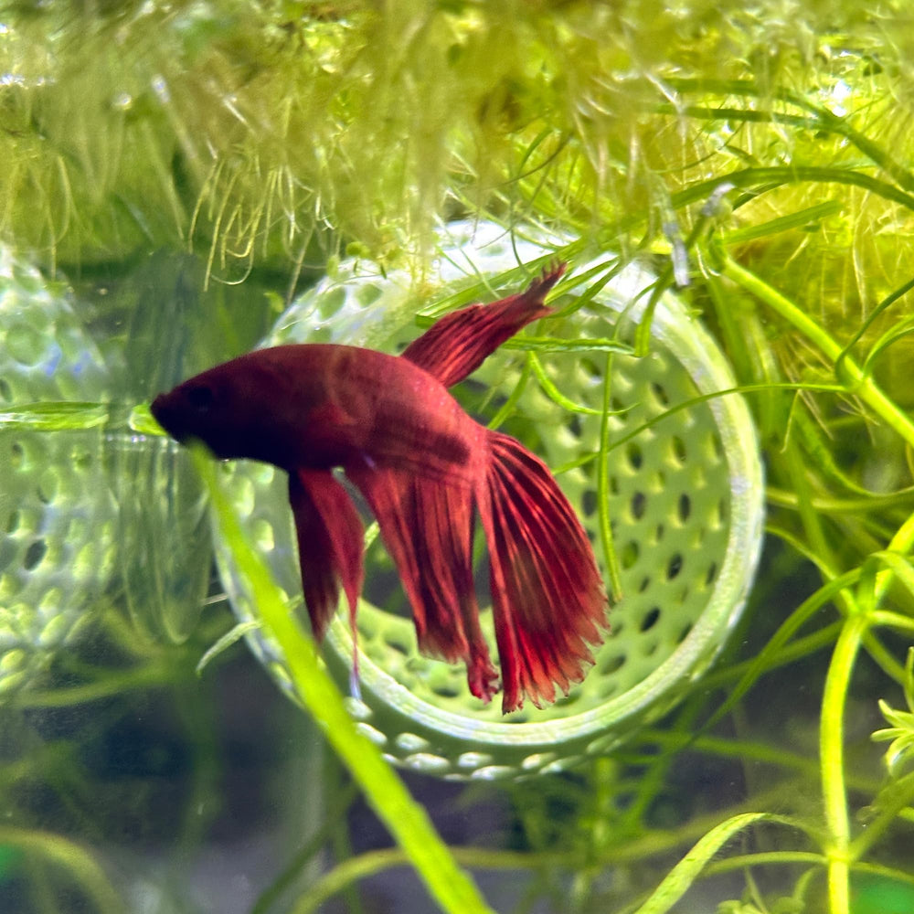 CTWPets Aquarium-decor Bulb Hide aesthetic-fit demonstrates versatile decoration with a subtle hiding space