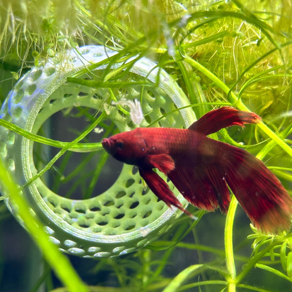 CTWPets Natural Betta Bulb Hide smooth-surface closeup emphasizes safe, snag-free navigation