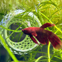 CTWPets Natural Betta Bulb Hide smooth-surface closeup emphasizes safe, snag-free navigation