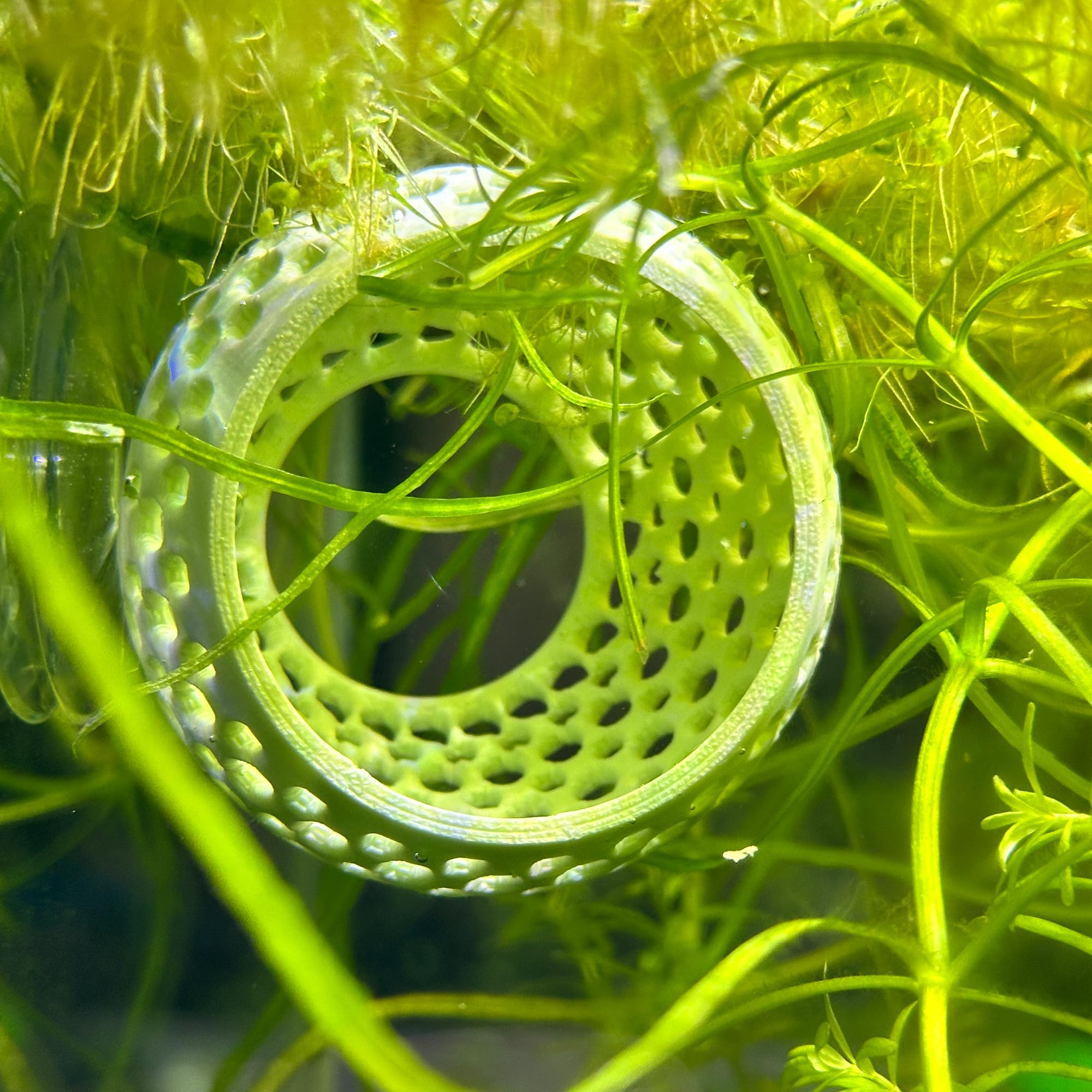 CTWPets Natural Betta Bulb Hide shrimp-habitat image highlights shelter for tiny tank residents