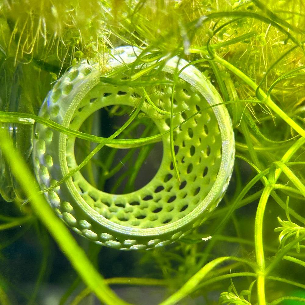 CTWPets Natural Betta Bulb Hide shrimp-habitat image highlights shelter for tiny tank residents