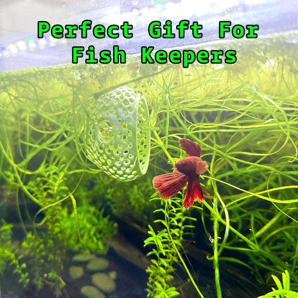 CTWPets Natural Betta Bulb Hide small-fish interaction showcases cozy shelter and exploration