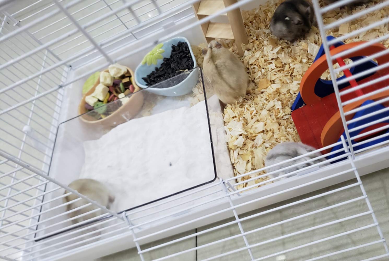 Cumuiu hamster sand bathroom acclimation tip suggests placing treats for easier acceptance.