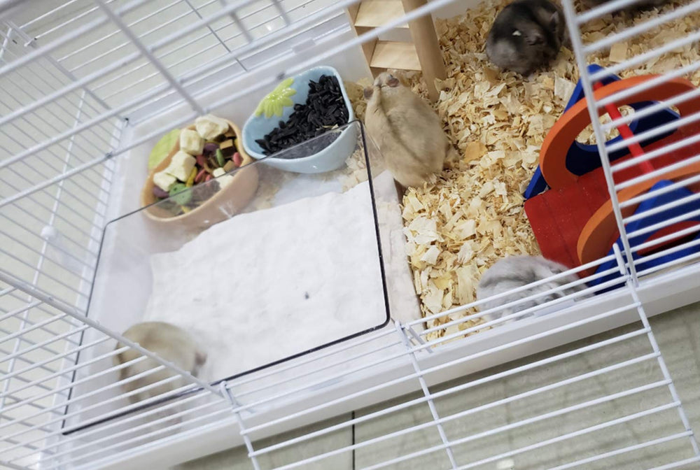 Cumuiu hamster sand bathroom acclimation tip suggests placing treats for easier acceptance.