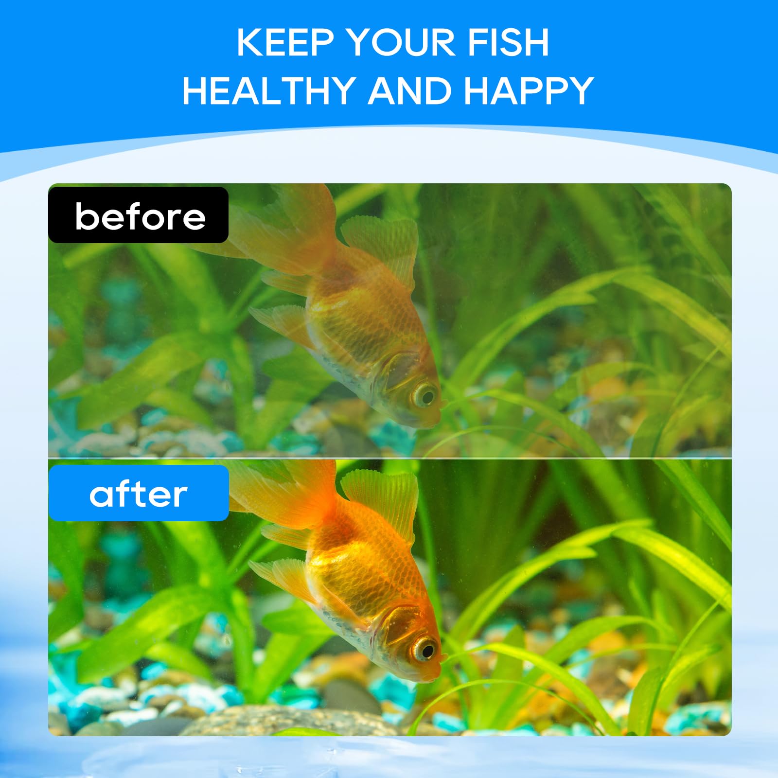 Cunina water-clarity image illustrating sustained filtration and balanced tank environment