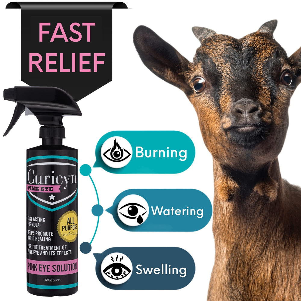Curicyn Pink Eye Solution dog eye closeup shows gentle care.