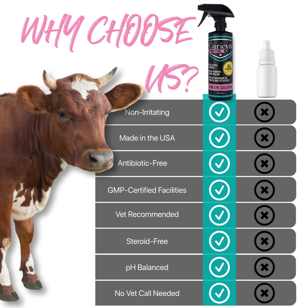 Curicyn Pink Eye Solution livestock treatment in action for cattle or horses.