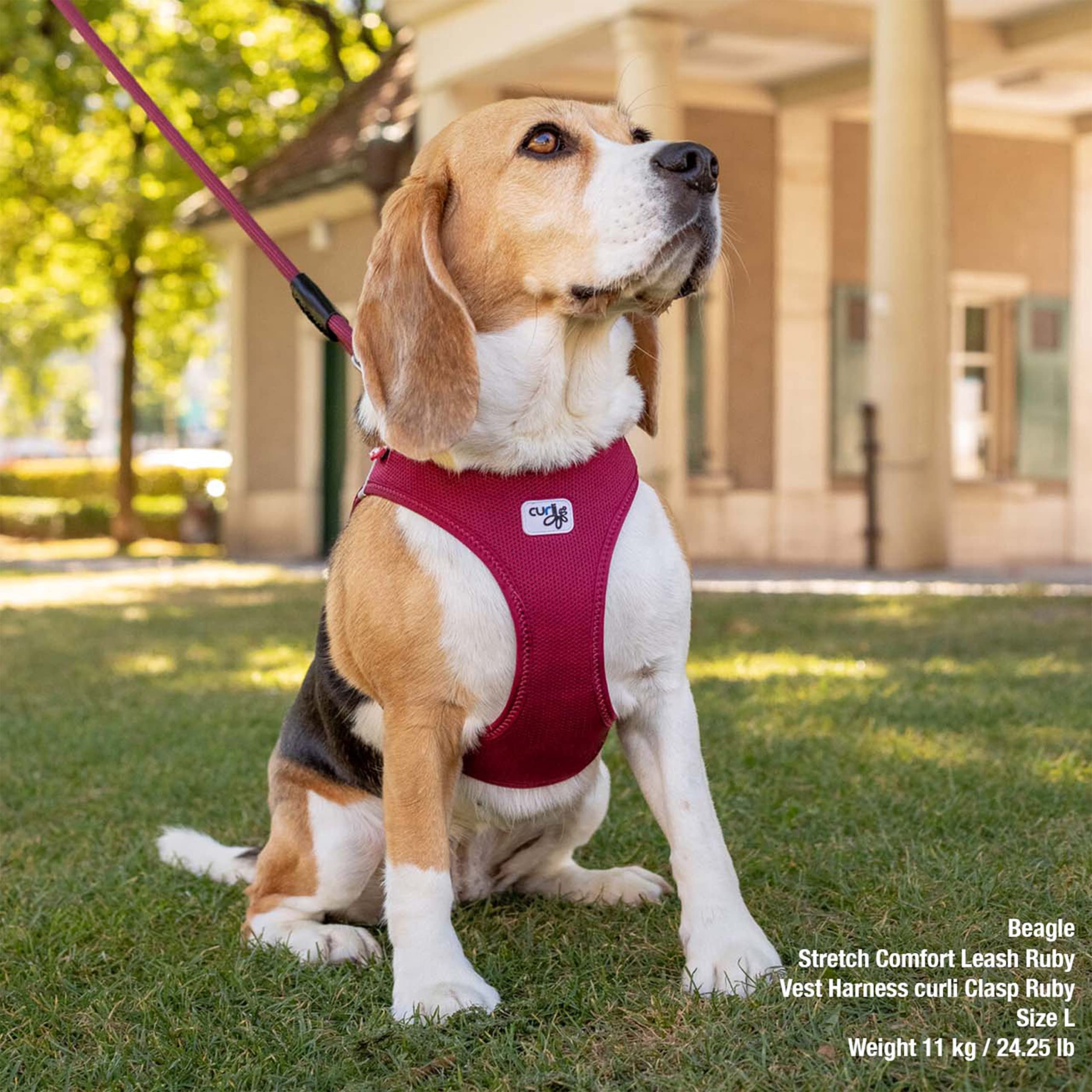 Curli Vest Harness worn on dog during activity shows secure fit.