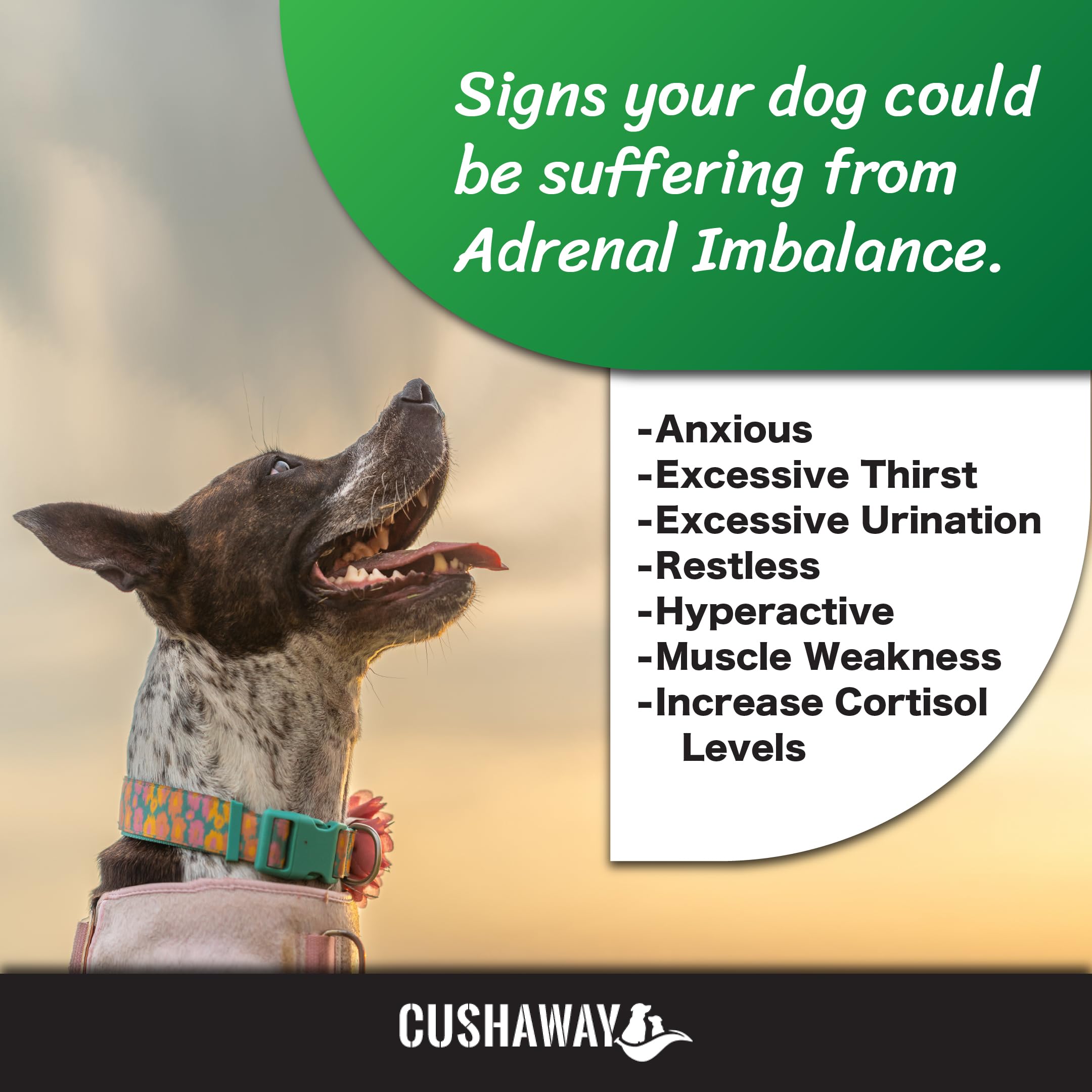 CushAway phosphatidylserine capsules illustrate brain-supporting ingredients.