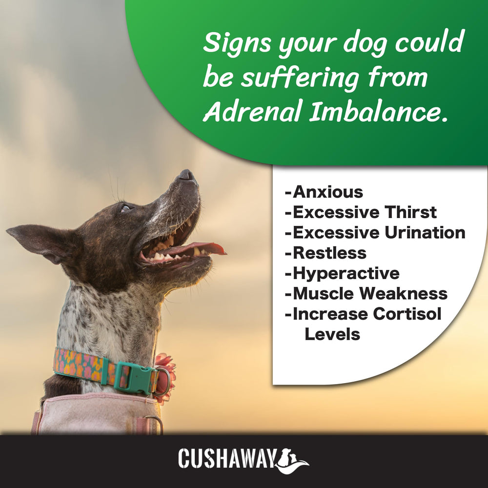 CushAway phosphatidylserine capsules illustrate brain-supporting ingredients.
