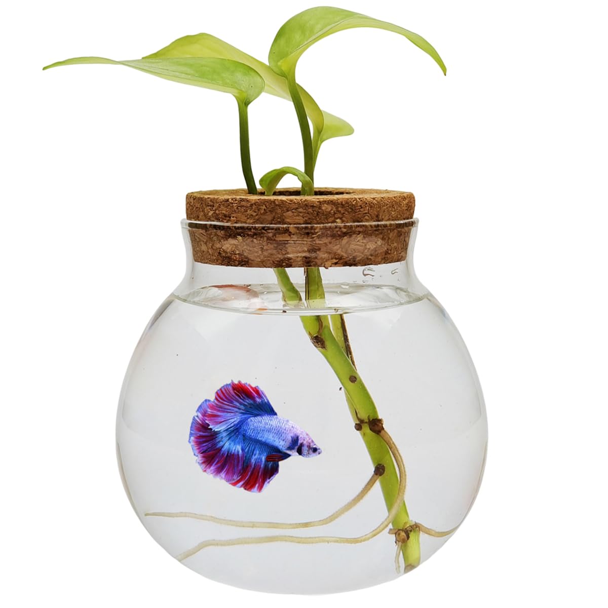 CUSNESTAL round glass fish bowl with lid for easy viewing and plant compatibility.