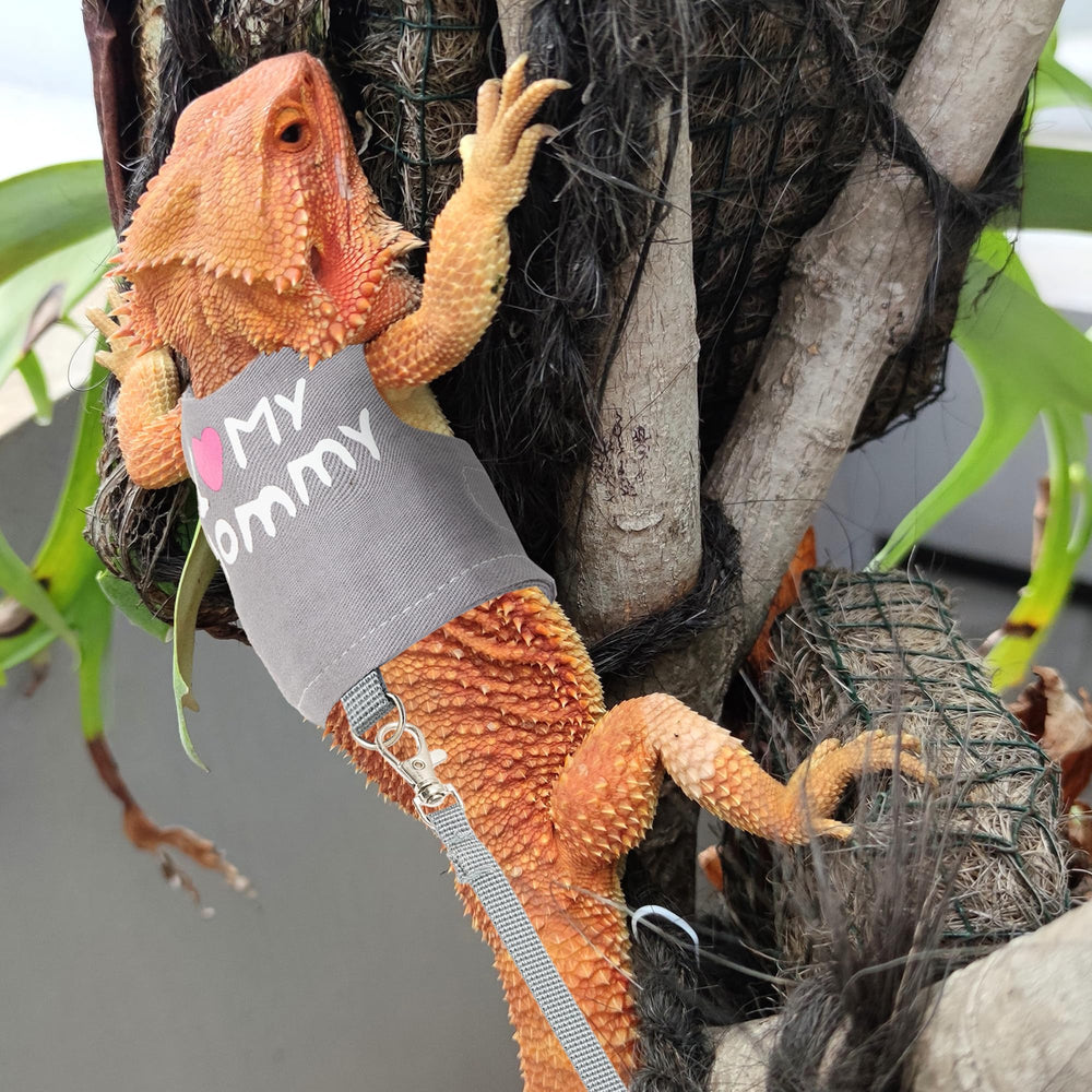 CUSOZWO Bearded Dragon Harness walking outdoors-friendly design supports safe exploration.