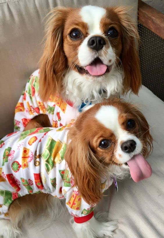 CuteBone lightweight breathable dog pajamas emphasize all-season comfort for pets