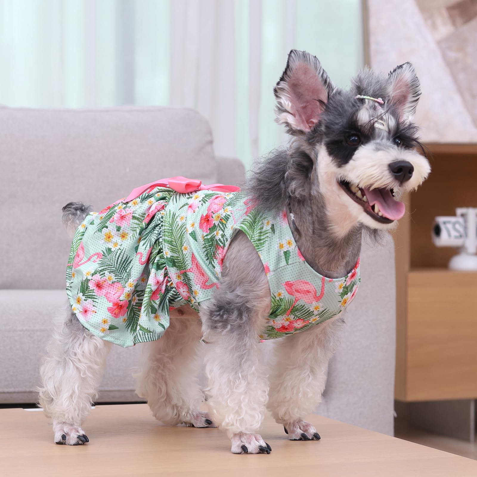 CuteBone pullover design enables quick on-off for small dogs