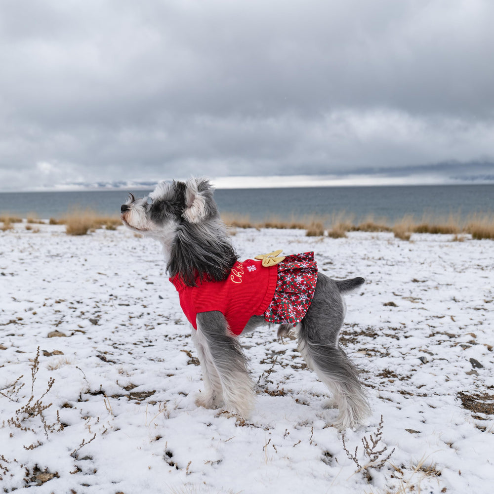 CuteBone small-dog fashion for Christmas party-ready appearance