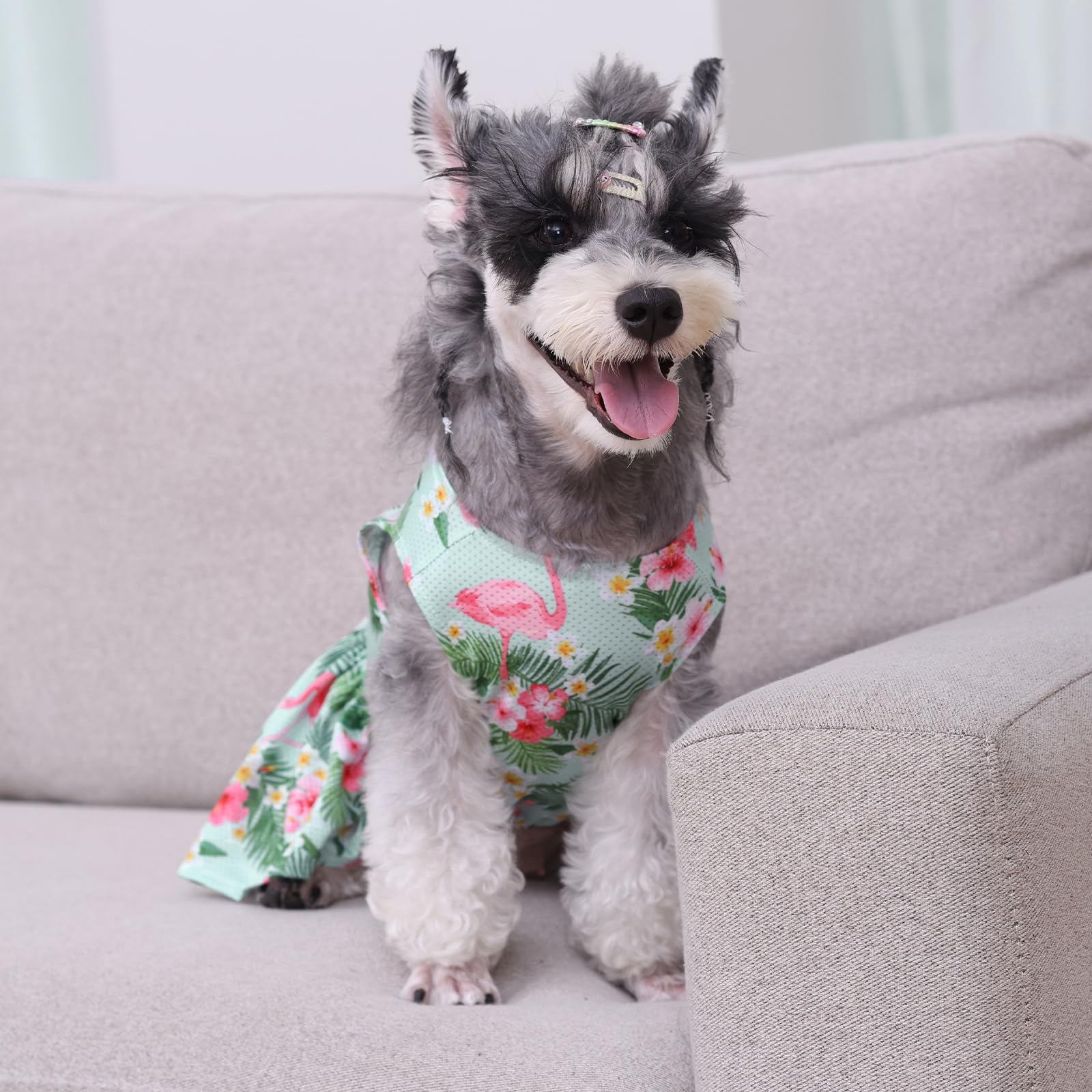 CuteBone summer pet outfit ensemble ready for photos and outings