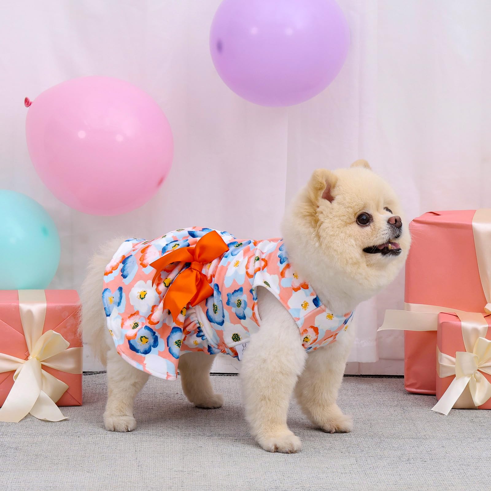 CuteBone velvet dress on Pomeranian showcases versatile style for occasions