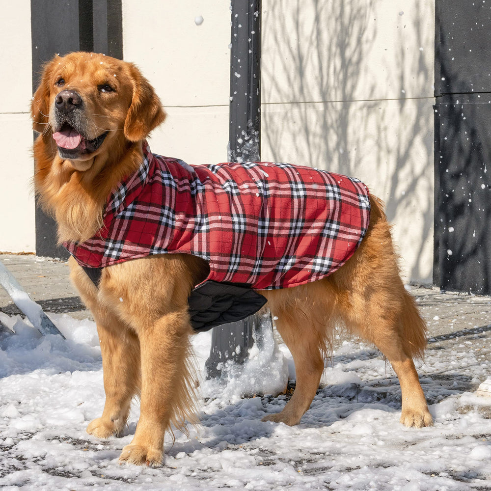 CuteBone Winter Dog Jacket high-collar design provides extra neck protection in cold weather.
