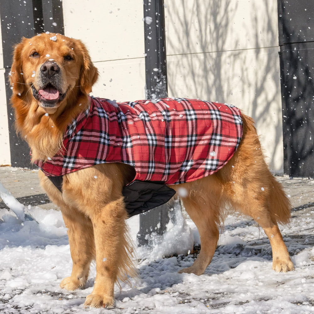Leash hole feature on CuteBone jacket for easy outdoor attachment
